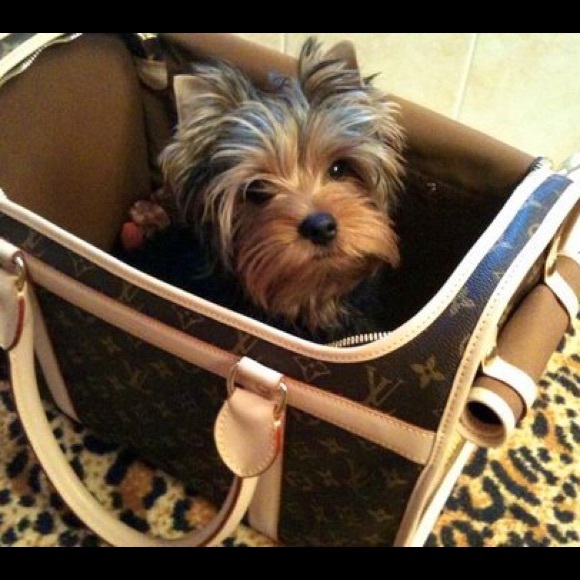 Meet your Posher, Sanaz + Spike the Yorkie! ❤️ - Picture 2 of 15